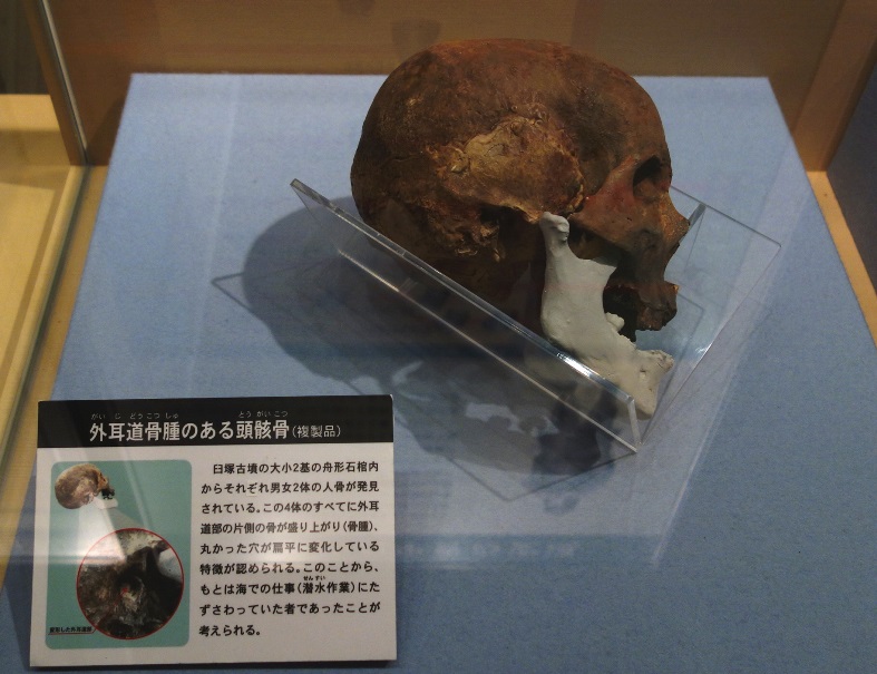 臼塚古墳石棺の頭蓋骨レプリカ（海部古墳資料館）